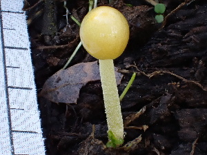  ( - HAY-F-004266)  @11 [ ] by-nc (2023) Jaren Hockert Fungal Diversity Survey