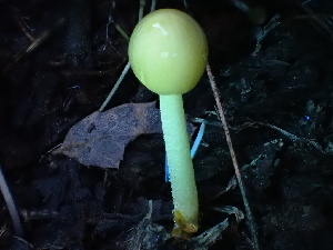  ( - HAY-F-004266)  @11 [ ] by-nc (2023) Jaren Hockert Fungal Diversity Survey