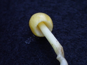  ( - HAY-F-004266)  @11 [ ] by-nc (2023) Jaren Hockert Fungal Diversity Survey