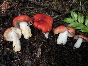  ( - HAY-F-007907)  @11 [ ] by-nc (2023) Dean Lyons Fungal Diversity Survey