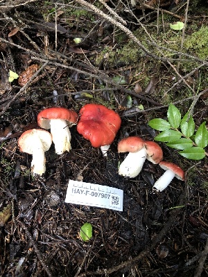  ( - HAY-F-007907)  @11 [ ] by-nc (2023) Dean Lyons Fungal Diversity Survey