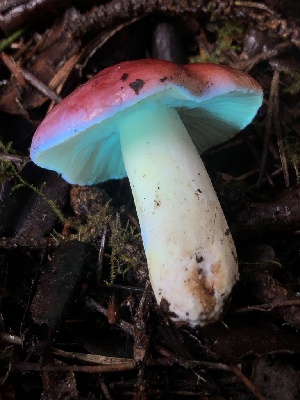  ( - HAY-F-007907)  @11 [ ] by-nc (2023) Dean Lyons Fungal Diversity Survey