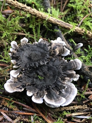  ( - HAY-F-007905)  @11 [ ] by-nc (2023) Dean Lyons Fungal Diversity Survey