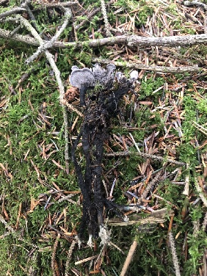  ( - HAY-F-007905)  @11 [ ] by-nc (2023) Dean Lyons Fungal Diversity Survey