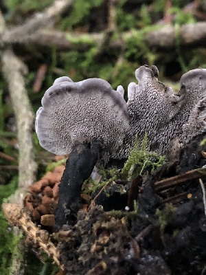  ( - HAY-F-007905)  @11 [ ] by-nc (2023) Dean Lyons Fungal Diversity Survey