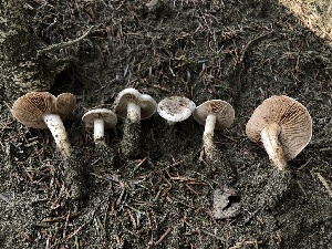  (Hebeloma sordidulum - HAY-F-007903)  @11 [ ] by-nc (2023) Dean Lyons Fungal Diversity Survey