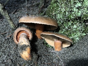  (Lactarius deliciosus var. areolatus - HAY-F-007902)  @11 [ ] by-nc (2023) Dean Lyons Fungal Diversity Survey