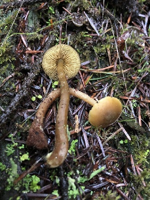  ( - HAY-F-007901)  @11 [ ] by-nc (2023) Dean Lyons Fungal Diversity Survey