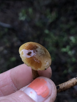  ( - HAY-F-007901)  @11 [ ] by-nc (2023) Dean Lyons Fungal Diversity Survey