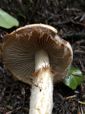  ( - HAY-F-005350)  @11 [ ] by-nc (2023) Dean Lyons Fungal Diversity Survey