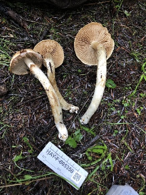  ( - HAY-F-005350)  @11 [ ] by-nc (2023) Dean Lyons Fungal Diversity Survey