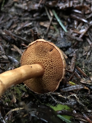  ( - HAY-F-007900)  @11 [ ] by-nc (2023) Dean Lyons Fungal Diversity Survey