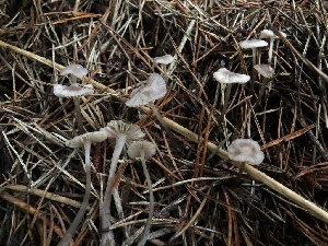  ( - HAY-F-005351)  @11 [ ] by-nc (2023) Dean Lyons Fungal Diversity Survey