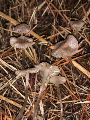  ( - HAY-F-005351)  @11 [ ] by-nc (2023) Dean Lyons Fungal Diversity Survey