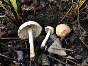  ( - HAY-F-005349)  @11 [ ] by-nc (2023) Dean Lyons Fungal Diversity Survey