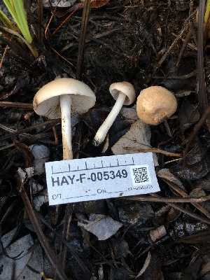  ( - HAY-F-005349)  @11 [ ] by-nc (2023) Dean Lyons Fungal Diversity Survey