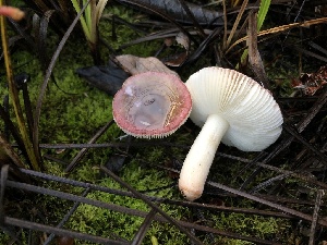  ( - HAY-F-005348)  @11 [ ] by-nc (2023) Dean Lyons Fungal Diversity Survey