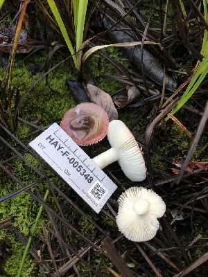  ( - HAY-F-005348)  @11 [ ] by-nc (2023) Dean Lyons Fungal Diversity Survey