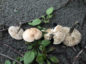  ( - HAY-F-005345)  @11 [ ] by-nc (2023) Dean Lyons Fungal Diversity Survey