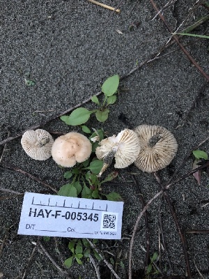  ( - HAY-F-005345)  @11 [ ] by-nc (2023) Dean Lyons Fungal Diversity Survey