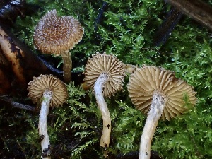  (Inocybe sp. CA43 - HAY-F-005346)  @11 [ ] by-nc (2023) Dean Lyons Fungal Diversity Survey