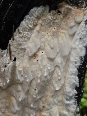  ( - HAY-F-007425)  @11 [ ] by (2023) Mandy Hackney Fungal Diversity Survey