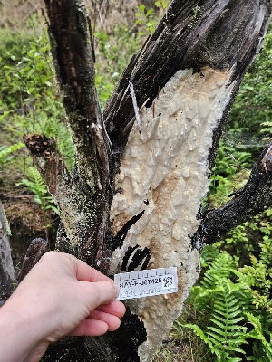  ( - HAY-F-007425)  @11 [ ] by (2023) Mandy Hackney Fungal Diversity Survey