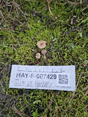  ( - HAY-F-007429)  @11 [ ] by (2023) Mandy Hackney Fungal Diversity Survey