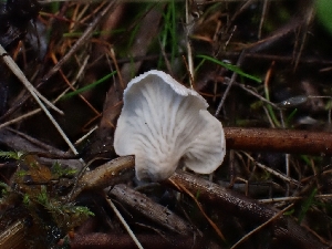  ( - HAY-F-007431)  @11 [ ] by (2023) Mandy Hackney Fungal Diversity Survey