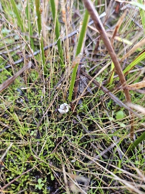  ( - HAY-F-007431)  @11 [ ] by (2023) Mandy Hackney Fungal Diversity Survey
