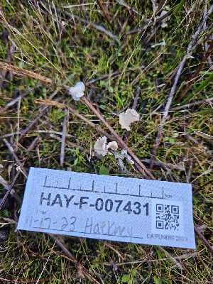  ( - HAY-F-007431)  @11 [ ] by (2023) Mandy Hackney Fungal Diversity Survey