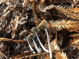  ( - HAY-F-007906)  @11 [ ] by-nc (2023) Dean Lyons Fungal Diversity Survey