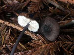  ( - HAY-F-007906)  @11 [ ] by-nc (2023) Dean Lyons Fungal Diversity Survey