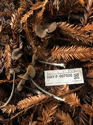  ( - HAY-F-007906)  @11 [ ] by-nc (2023) Dean Lyons Fungal Diversity Survey