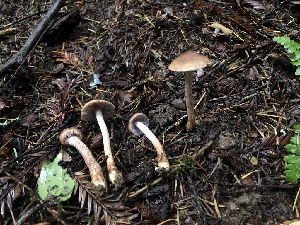  (Inocybe sp. CA01 - HAY-F-007896)  @11 [ ] by-nc (2023) Dean Lyons Fungal Diversity Survey