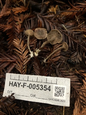  ( - HAY-F-005354)  @11 [ ] by-nc (2023) Dean Lyons Fungal Diversity Survey