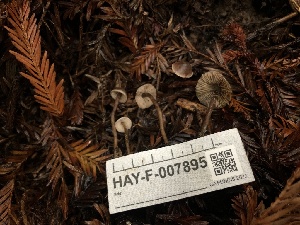  ( - HAY-F-007895)  @11 [ ] by-nc (2023) Dean Lyons Fungal Diversity Survey