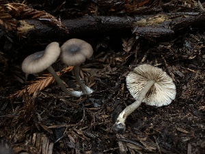  (Entoloma sp. CA48 - HAY-F-002300)  @11 [ ] by-nc (2023) Dean Lyons Fungal Diversity Survey