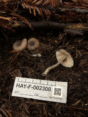  ( - HAY-F-002300)  @11 [ ] by-nc (2023) Dean Lyons Fungal Diversity Survey