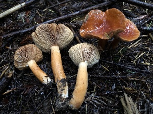  ( - HAY-F-002305)  @11 [ ] by-nc (2023) Dean Lyons Fungal Diversity Survey
