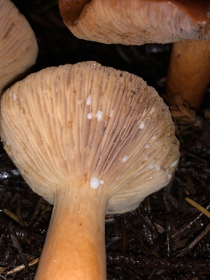  ( - HAY-F-002305)  @11 [ ] by-nc (2023) Dean Lyons Fungal Diversity Survey