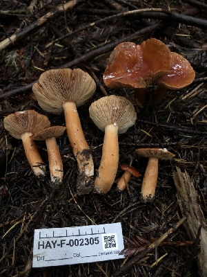  ( - HAY-F-002305)  @11 [ ] by-nc (2023) Dean Lyons Fungal Diversity Survey