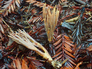  (Ramaria - HAY-F-002368)  @11 [ ] by-nc (2023) Dean Lyons Fungal Diversity Survey