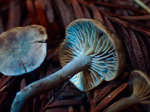  ( - HAY-F-005354)  @11 [ ] by-nc (2023) Dean Lyons Fungal Diversity Survey