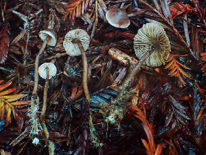  ( - HAY-F-007895)  @11 [ ] by-nc (2023) Dean Lyons Fungal Diversity Survey