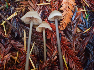  (Entoloma bicoloripes - HAY-F-002301)  @11 [ ] by-nc (2023) Dean Lyons Fungal Diversity Survey