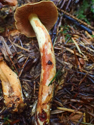  ( - HAY-F-002302)  @11 [ ] by-nc (2023) Dean Lyons Fungal Diversity Survey