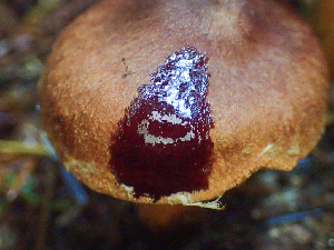  ( - HAY-F-002302)  @11 [ ] by-nc (2023) Dean Lyons Fungal Diversity Survey