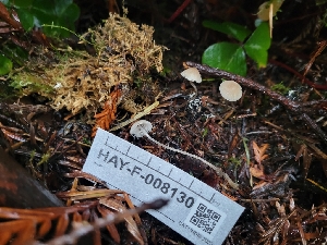  (Mycena metata - HAY-F-008130)  @11 [ ] by-nc (2023) Harte Singer Fungal Diversity Survey