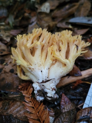  ( - HAY-F-008148)  @11 [ ] by-nc (2023) Harte Singer Fungal Diversity Survey